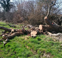 tree removal north wales